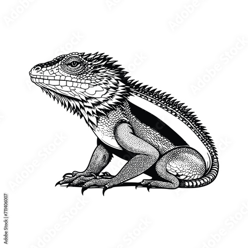 Bearded dragon wild animal vector EPS