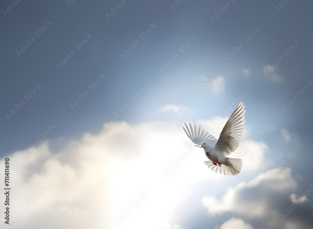 White pigeon or dove flying in cloudy sky
