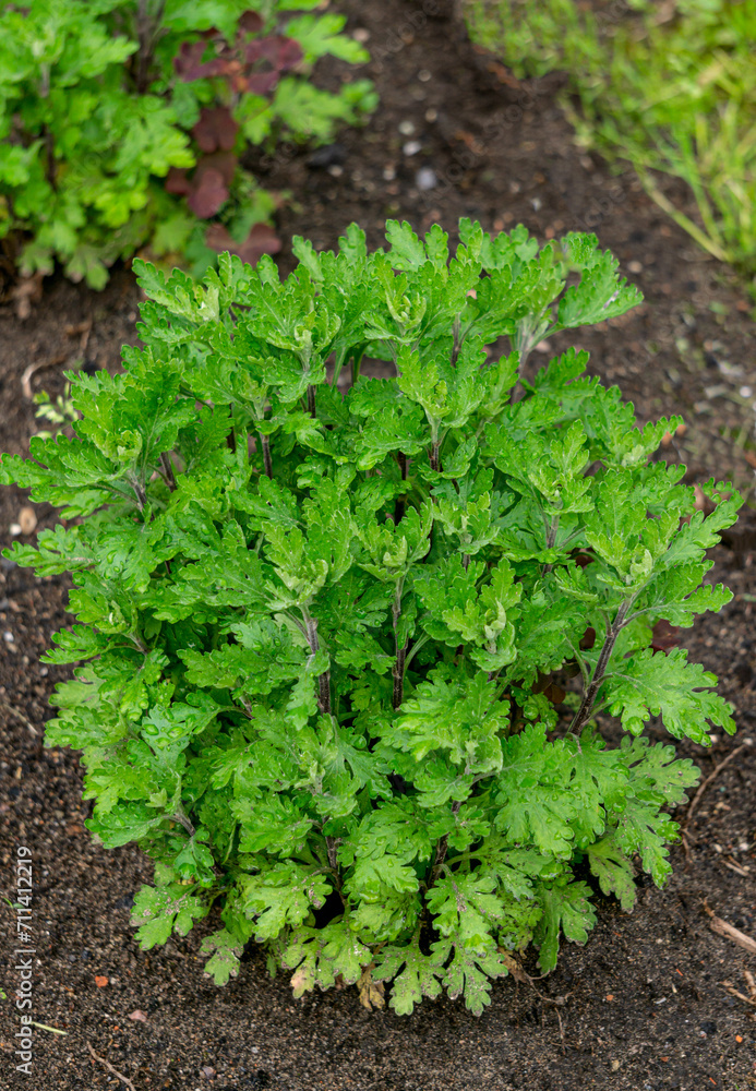 Beautiful large green leaves of chrysanthemum bushes in the garden. Beautiful large green leaves of chrysanthemum bushes in the garden.