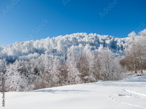 beautiful landscape trees with snow covered branches in the forest and blue sky in winter
