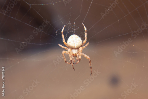 Spider On The Web macro.