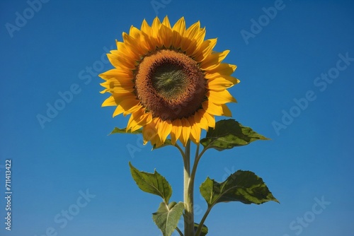 sunflower on blue backdrop, copy space