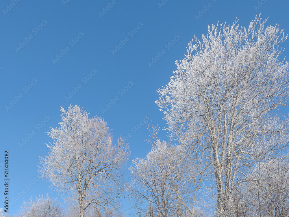 beautiful landscape trees with snow covered branches in the forest and blue sky in winter beautiful landscape trees with snow covered branches in the forest and blue sky in winter