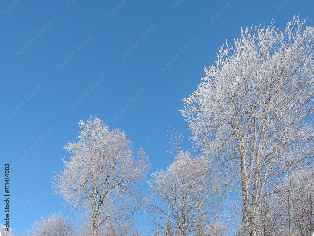 beautiful landscape trees with snow covered branches in the forest and blue sky in winter beautiful landscape trees with snow covered branches in the forest and blue sky in winter