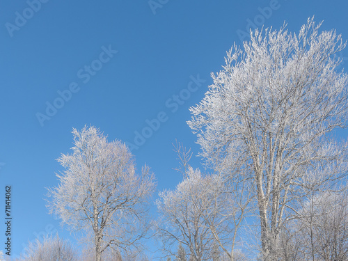 beautiful landscape trees with snow covered branches in the forest and blue sky in winter