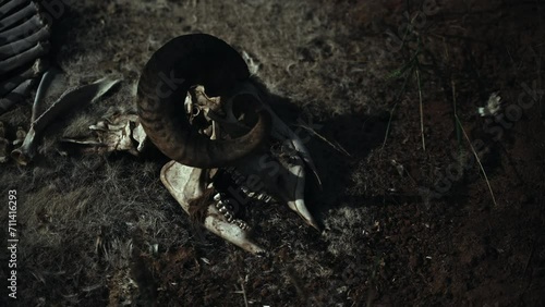 Skull and scattered bones of a dead rotting goat carcass laying on the ground at night photo