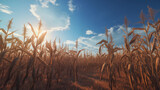 Plantação de milho seca e morrendo em um dia ensolarado 