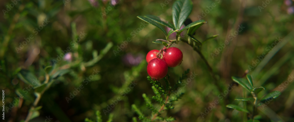 Obraz premium RED BERRIES - Fruits of the forest undergrowth in autumn 