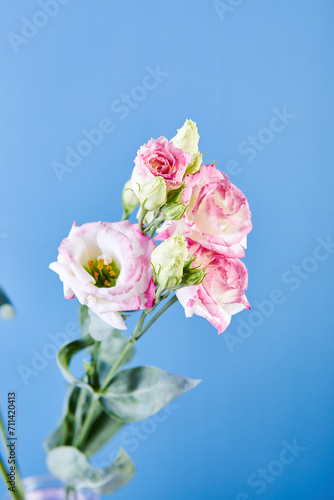 Bouquet of Eustoma, commonly known as lisianthus, prairie gentian or texas bluebell