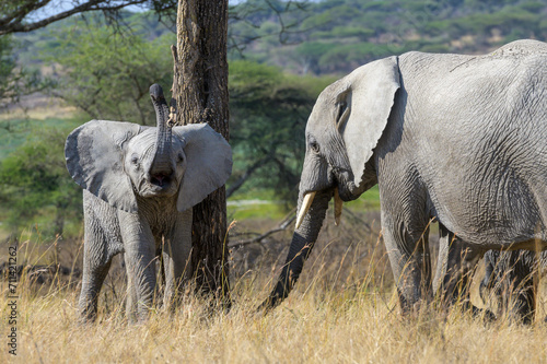 African elephant (Loxodonta africana) baby, playing tree on savanna, Ngorongoro conservation area, Tanzania, Africa.