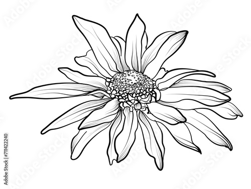hand drawing of a chrysanthemum flower vector illustration