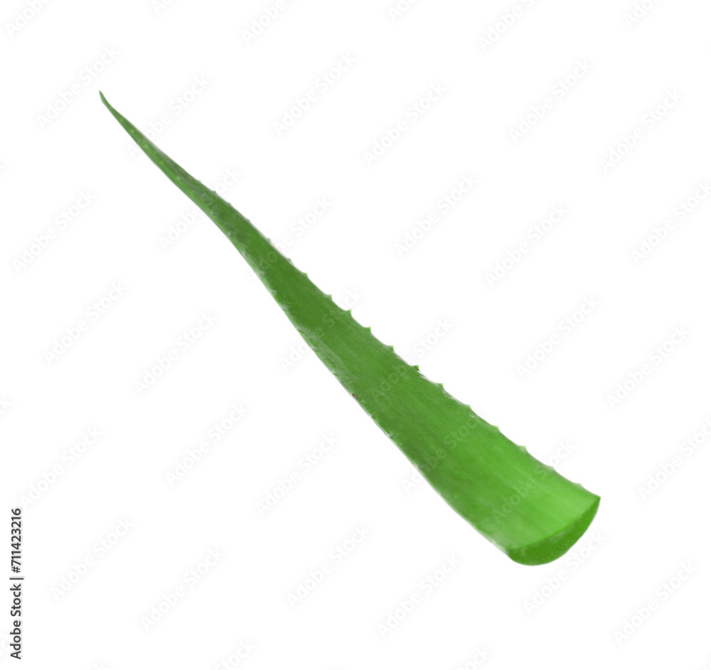 One aloe vera leaf isolated on white One aloe vera leaf isolated on white