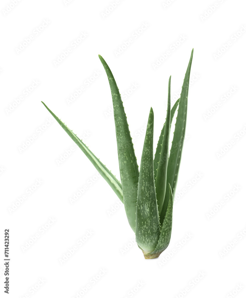 Green aloe vera plant isolated on white Green aloe vera plant isolated on white