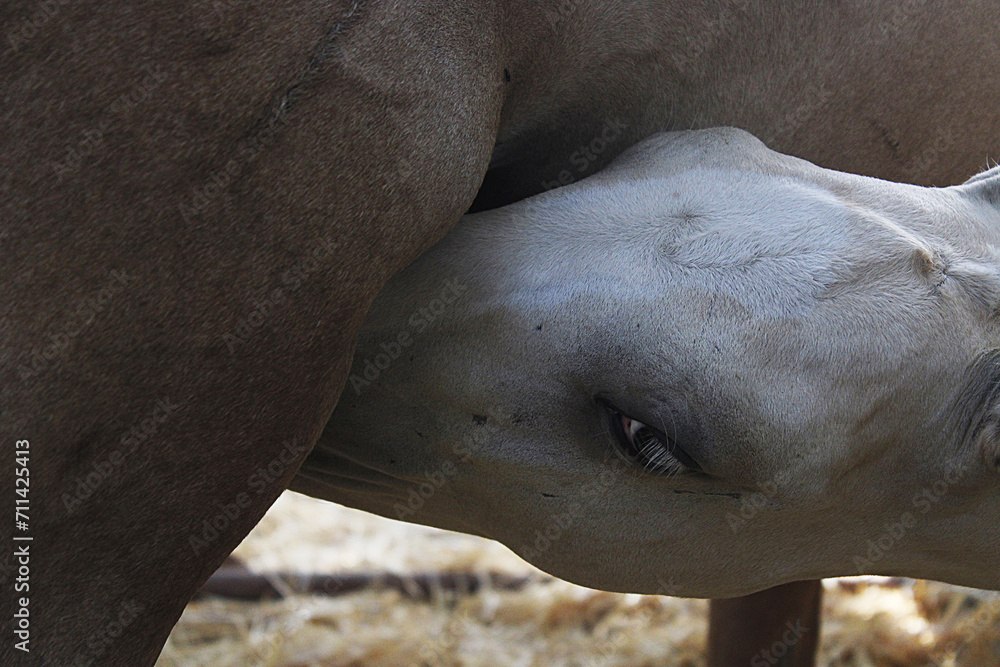 Obraz premium Potro mamando