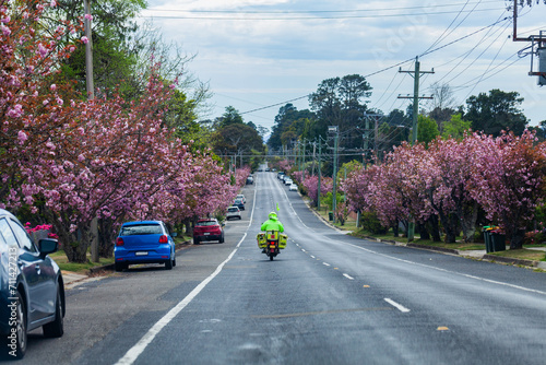 Pink spring trees lining suburban street with postie on bike delivering mail photo