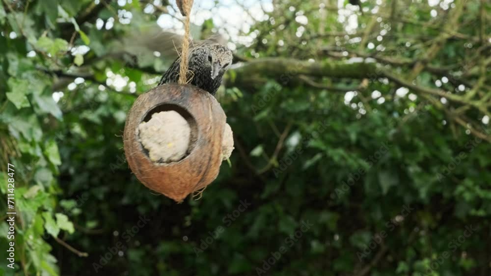 Thrush balancing and eating on hollowed out coconut with fat balls containing seeds in a garden. Feeding birds in winter. Thrush balancing and eating on hollowed out coconut with fat balls containing seeds in a garden. Feeding birds in winter.