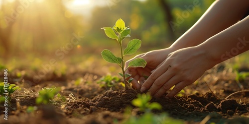 Planting new trees, planting new trees in an open area, new tree planting in a mountain