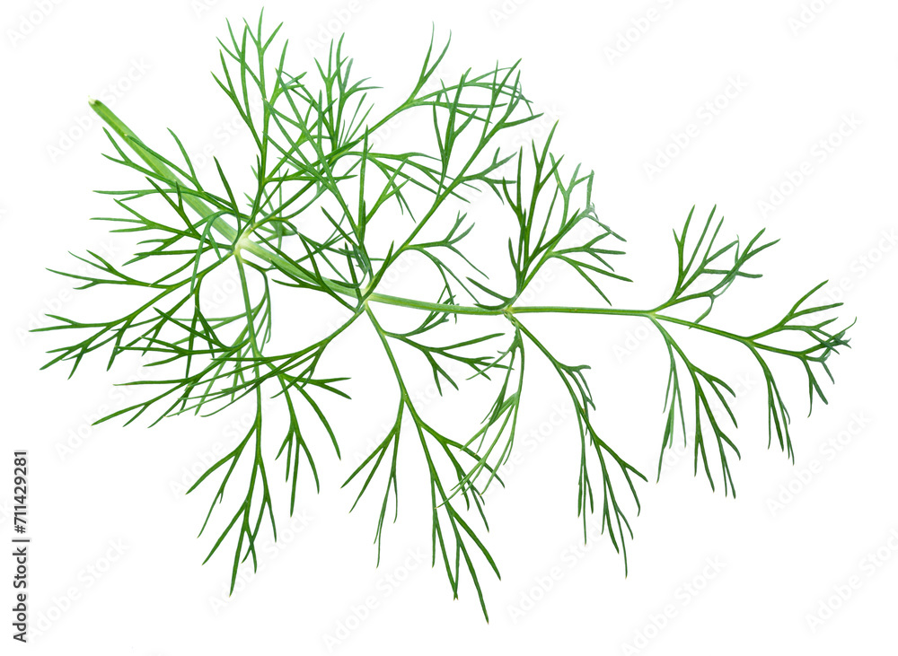 Fresh green dill isolated on white background. Fresh green dill isolated on white background.