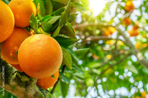 Ripe orange fruits on orange tree between lush foliage. View from below. Close-up.