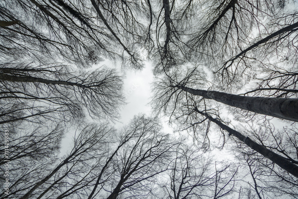 Plane against a beech forest in winter. Photography in the Pancorbo beech forest Plane against a beech forest in winter. Photography in the Pancorbo beech forest