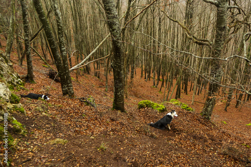 Photograph of a Border Collie dog in a beech forest. Fallen leaves on the ground. photo