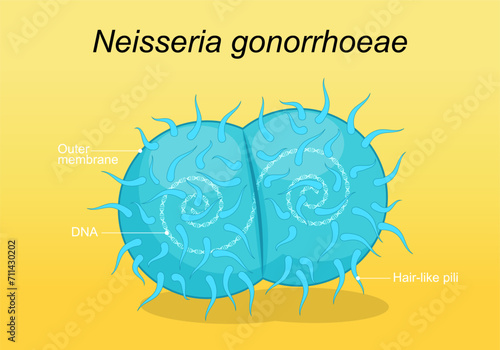 Neisseria gonorrhoeae pathogen bacteria. photo