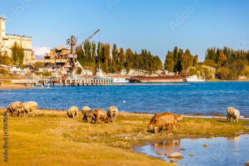 flock of sheep grazing on shore of lake in front of old shipyard at sunny autumn afternoon, telephoto view with selective focus. photo