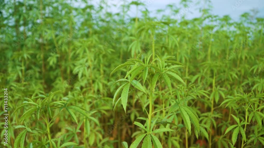 Bamboo Tree Saplings Grove or Plantation - Panning Bamboo Tree Saplings Grove or Plantation - Panning