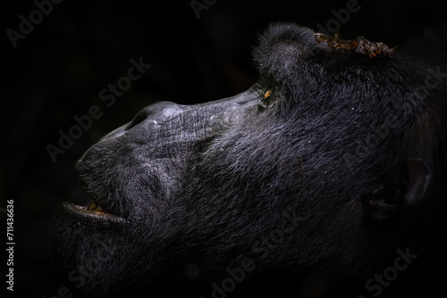 Close-up profile of a mountain gorilla face in contemplative repose with a dark shadowy background highlighting its features