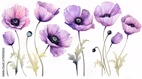 Watercolor poppies on white background. Hand drawn illustration.