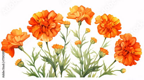 Marigold flowers isolated on white background. Watercolor illustration.