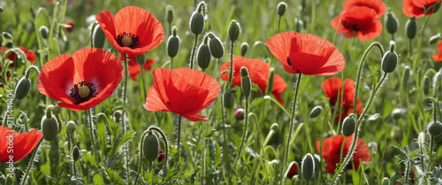 Scenic Field of Red Poppies