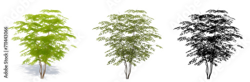 Set or collection of Field Maple  trees, painted, natural and as a black silhouette on white background. Concept or conceptual 3d illustration for nature, ecology and conservation, strength, beauty