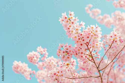 Blossoming Cherry Tree in Shot  spring art