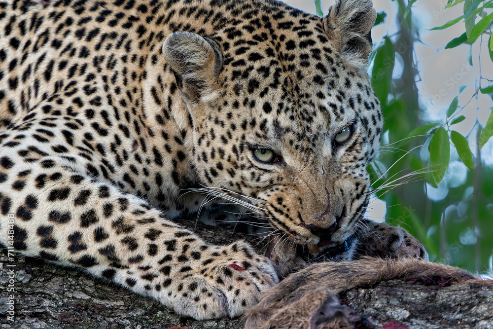 Leopard in a tree. This male leopard Panthera pardus) was eating his prey in a tree in Sabi Sands Game Reserve in the Greater Kruger Region in South Africa Leopard in a tree. This male leopard Panthera pardus) was eating his prey in a tree in Sabi Sands Game Reserve in the Greater Kruger Region in South Africa