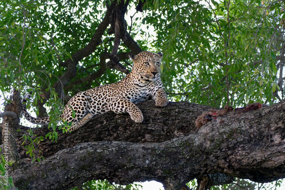 Obraz premium Leopard in a tree. This male leopard Panthera pardus) was eating his prey in a tree in Sabi Sands Game Reserve in the Greater Kruger Region in South Africa