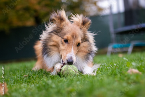 A little sheltie playing with tennis ball. Also known as shetland sheepdog.