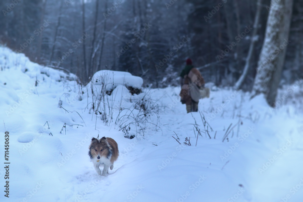 Sheltie on a trip in winter season. Sheltie on a trip in winter season.