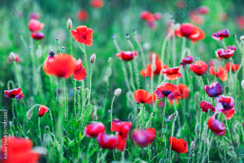 field of poppies © Dasha Petrenko