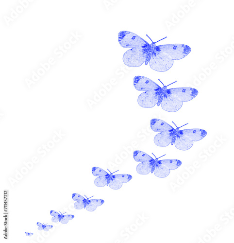 line of expanding Blue butterflies