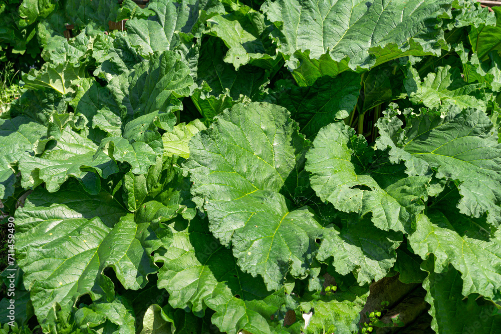 Beautiful large green leaves of rhubarb in the garden.