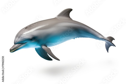 Dolphin isolated on a white background