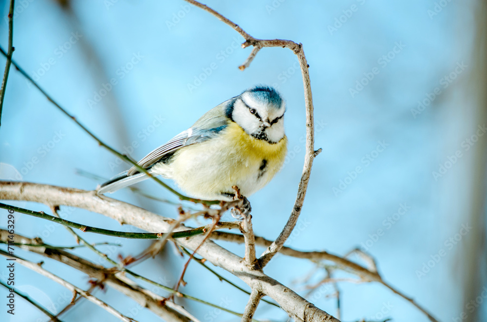 Fototapeta premium Blue tit bird on tree branch in winter forest
