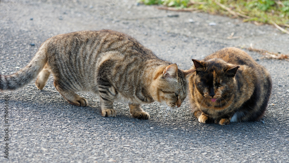 Fototapeta premium 母猫に寄り添い甘える可愛い野良猫の子猫