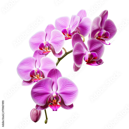 Bunch of Pink orchid isolated on white background