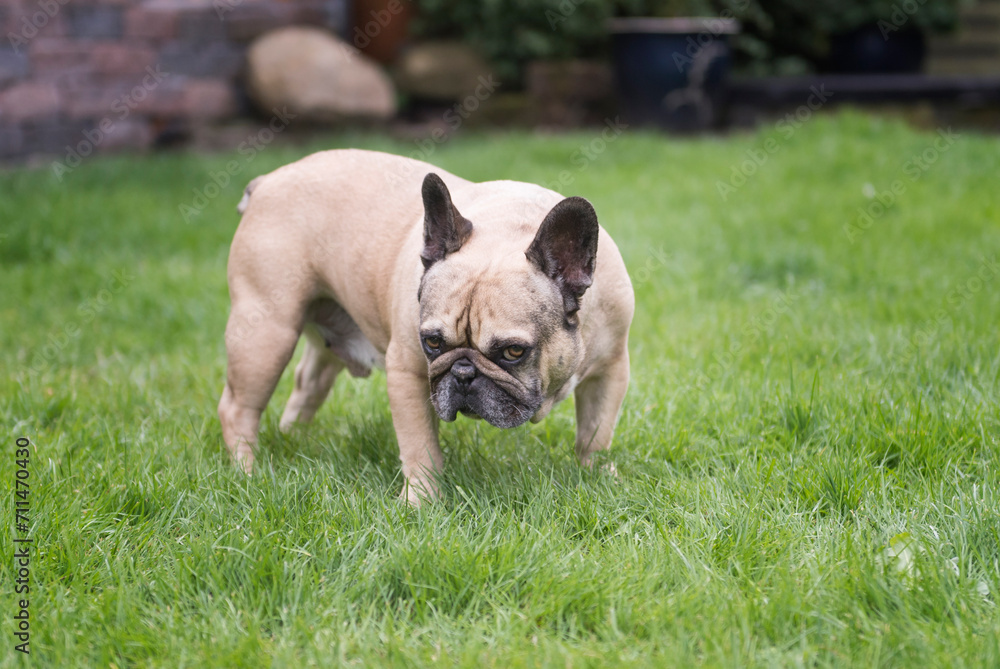 Französische Bulldogge im heimischen Garten