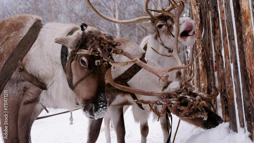 Reindeer in harness. One deer shakes its head and shakes its antlers