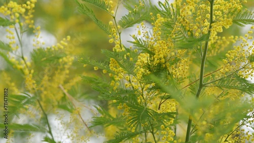 Acacia Derwentii With Yellow Flowers - Symbol Of Spring And Womens Holiday. Sunny Sprinttime Nature Background. Still. photo