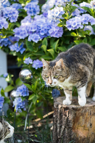 Porträt einer getigerte Hauskatze im Garten mit Hortensien