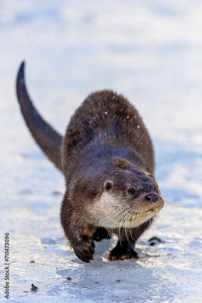 Eurasian otter (Lutra lutra) in the snow in the Bavarian Forest National Park, Bavaria, Germany. Eurasian otter (Lutra lutra) in the snow in the Bavarian Forest National Park, Bavaria, Germany.